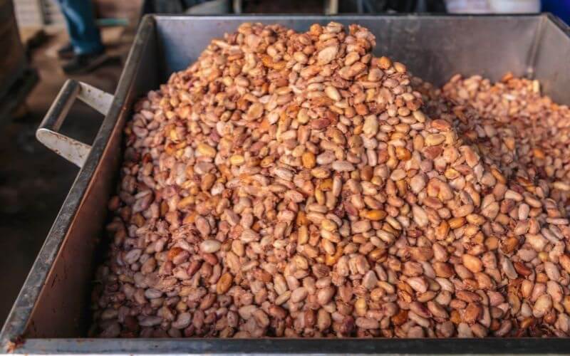 Cocoa beans fermentation