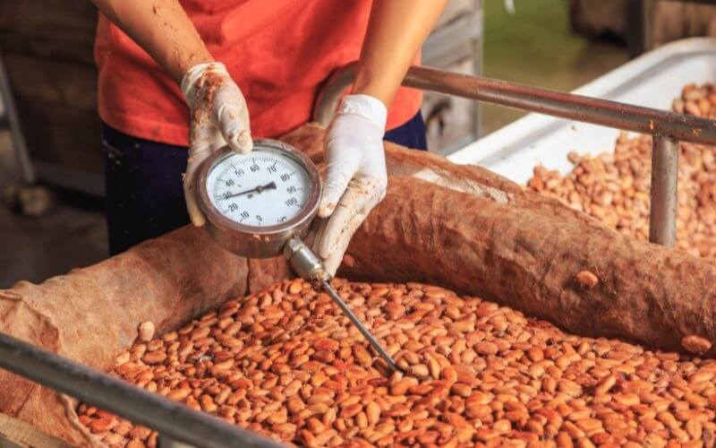 Cocoa bean fermentation process